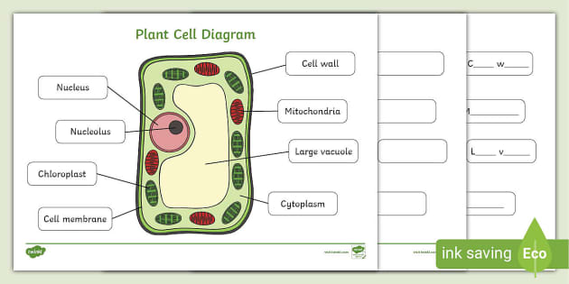 blank plant cell worksheet