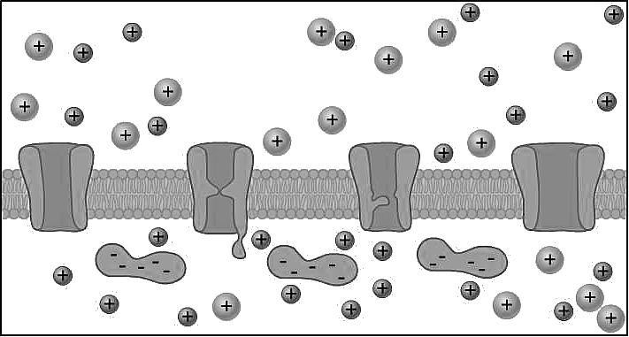 Biology 1114 -- Diagrams, Worksheets and Handouts
