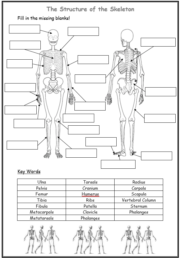 Label a blank skeleton (with key words)  