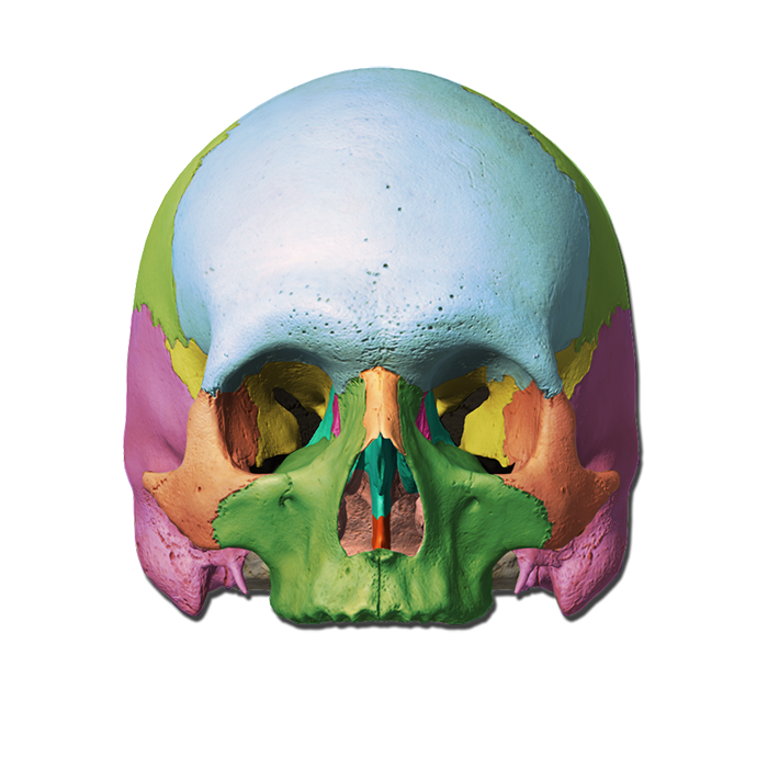 blank skull worksheet