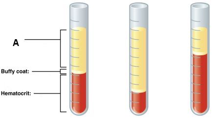 Quiz &  Worksheet - Properties &  Purposes of Blood | Study.com