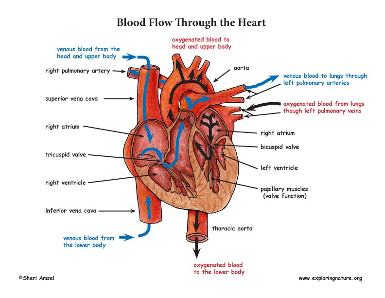 Circulatory System Unit - Reading, Diagrams, Worksheets (Advanced ...