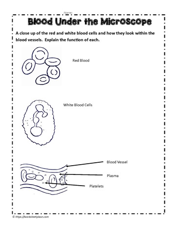 Blood Under the Microscope Worksheets
