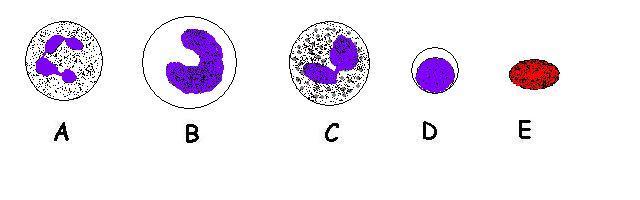 blood worksheet