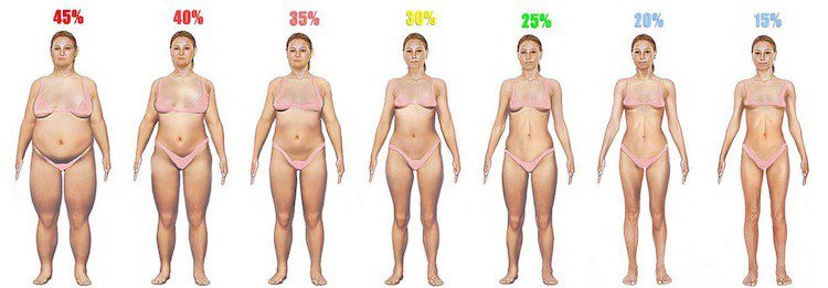 body fat content worksheet female