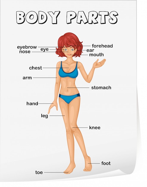 body for life women worksheet