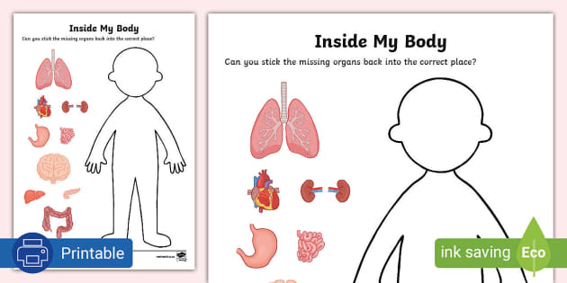 body organ worksheet