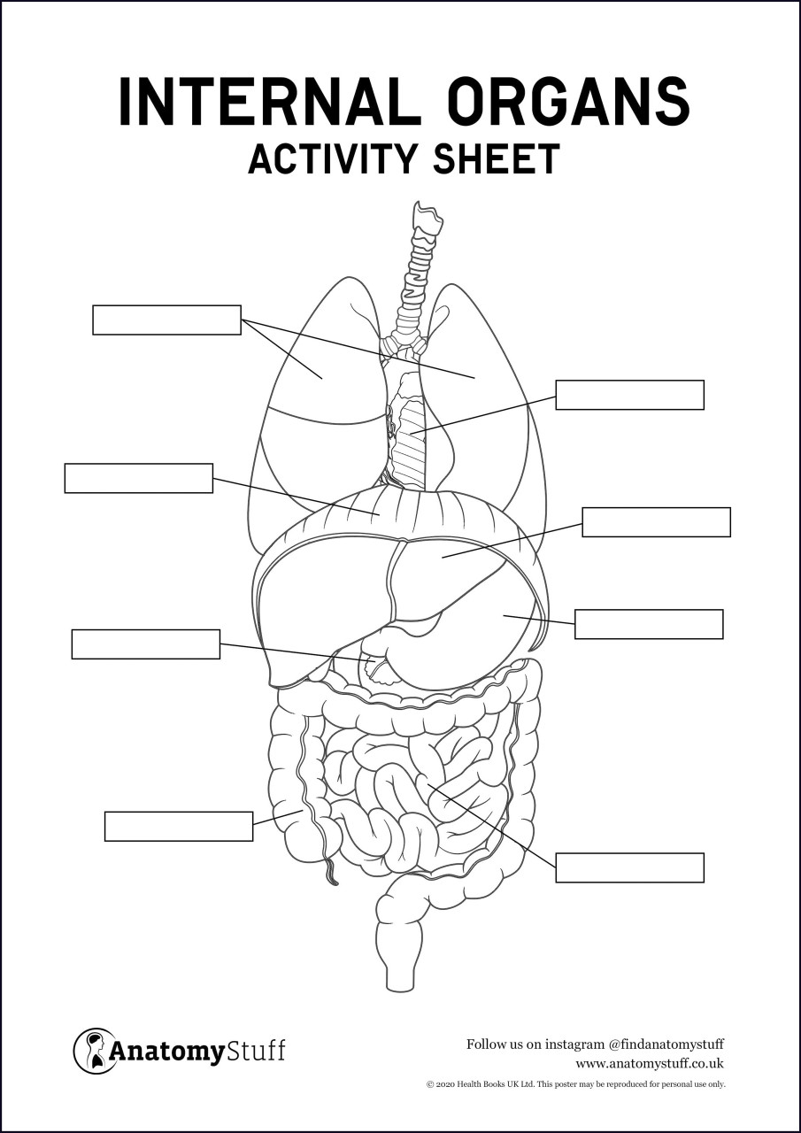 internal-organs-activity-sheet-pdf-worksheets-library for Free Printable Human Organs Worksheet Internal Organs Activity Sheet PDF - Worksheets Library for Free Printable Human Organs Worksheet