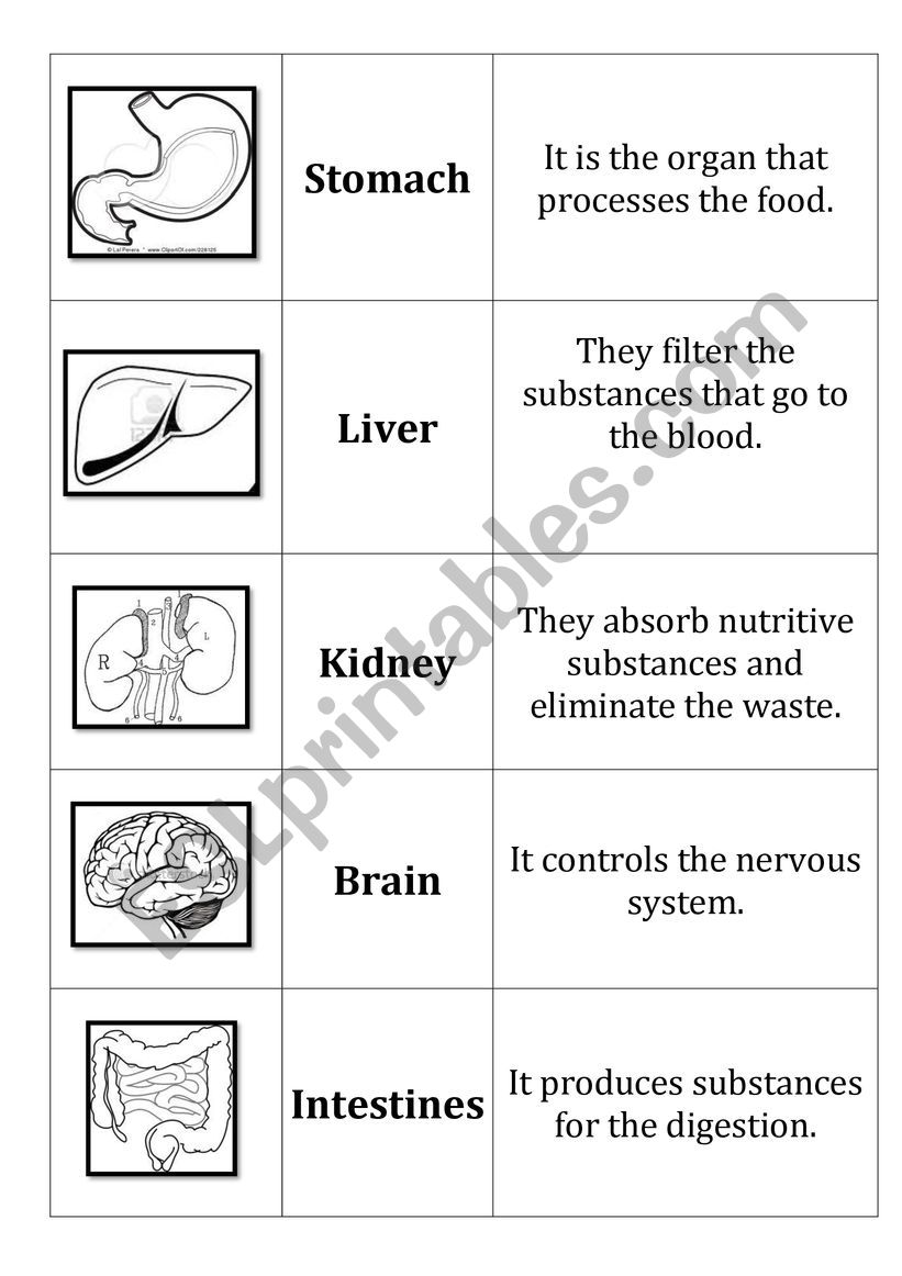 Human Body - Organs - ESL worksheet by hoapham31