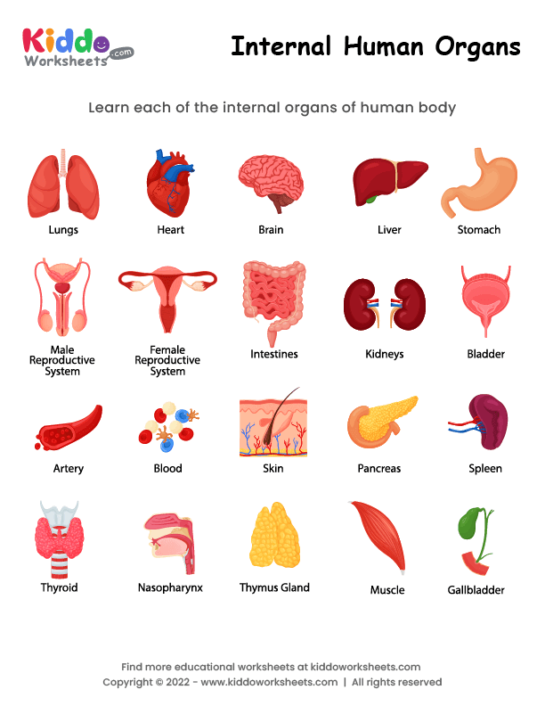 Free Printable Internal Human Organs Worksheet - kiddoworksheets