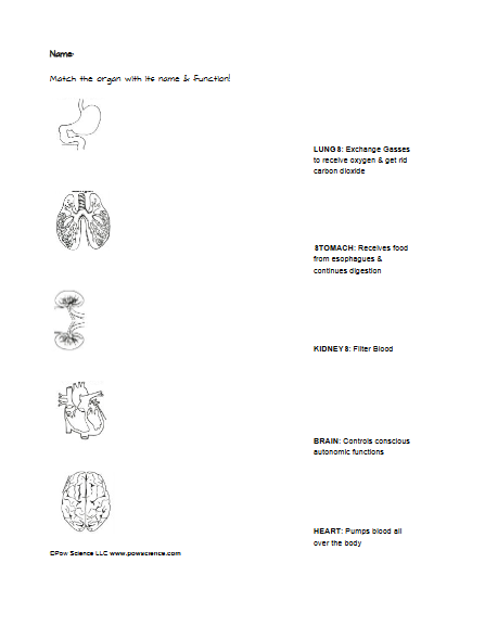 body organ worksheet