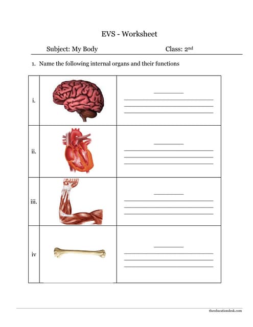 body organs and their functions worksheet