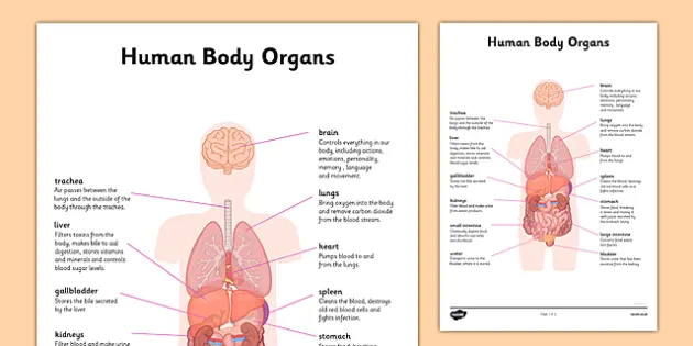 body organs and their functions worksheet