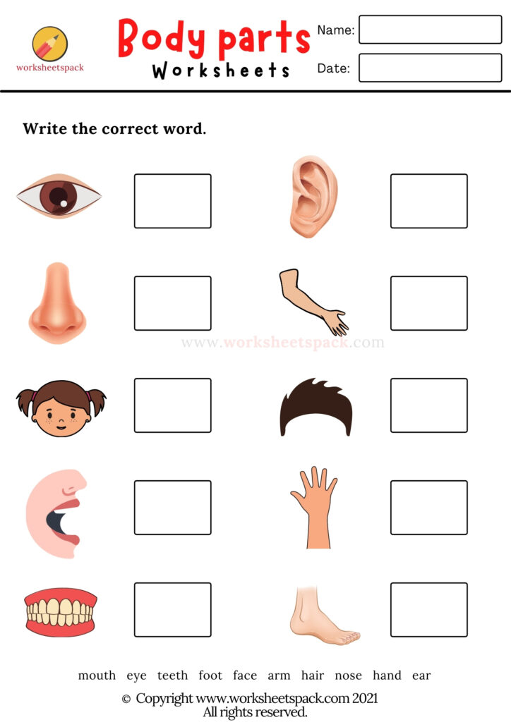 body part worksheet for kindergarten