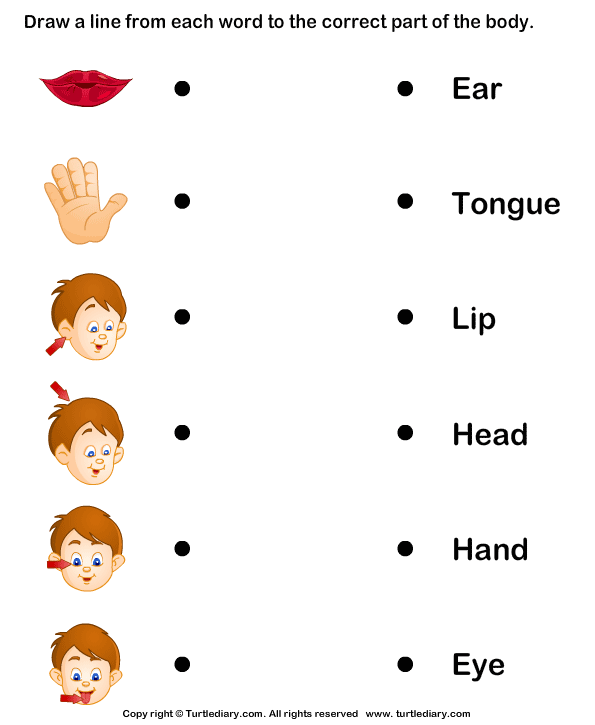 body parts worksheet for kinder