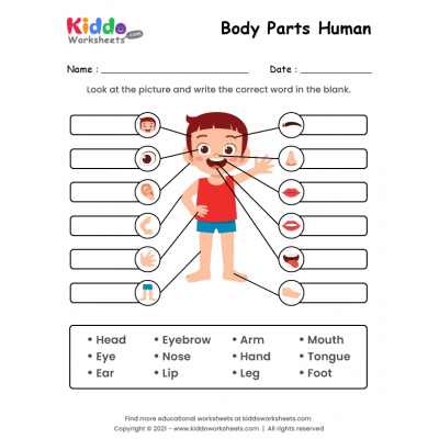 body parts worksheet for kinder