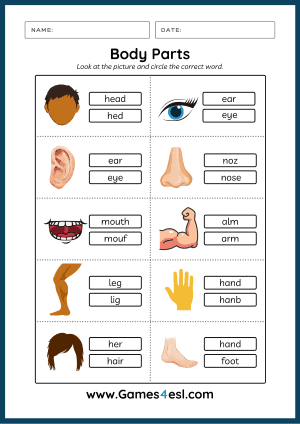 body parts worksheet for kinder