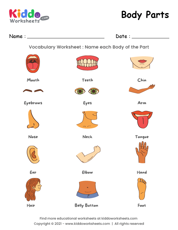 body parts worksheet for preschoolers