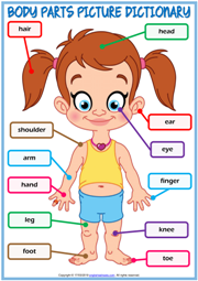 body parts worksheet for preschoolers