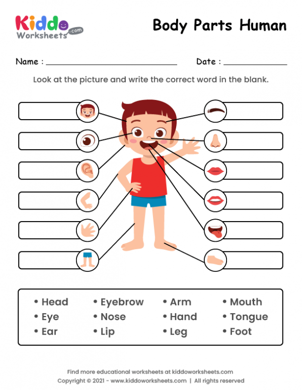 body parts worksheet kindergarten