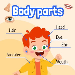 Worksheet Body parts (for kindergarten)