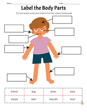 body parts worksheet kindergarten