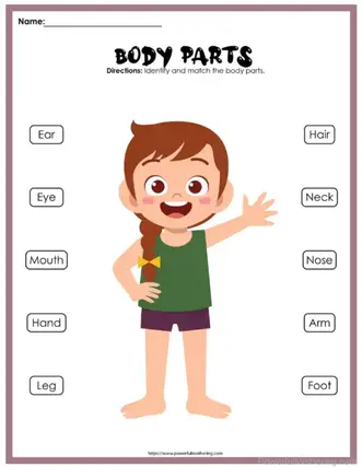 body parts worksheet preschool