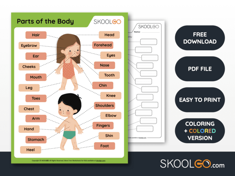 body parts worksheet preschool