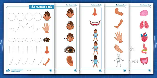 body parts worksheet preschool