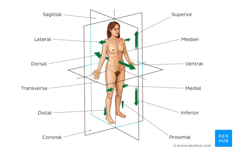 Anatomical terminology: Planes, directions &  regions | Kenhub