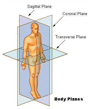 Anatomical Terminology | Body Planes, Positions &  Sections ...