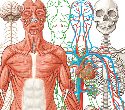 body system challenge worksheet answers