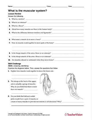 What Is the Muscular System? Human Body Science Printable (6th ...