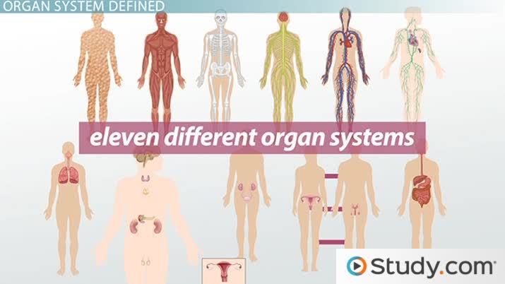 body system challenge worksheet answers