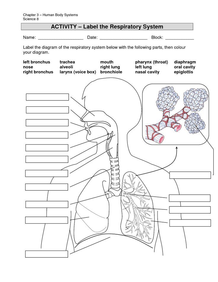 Image result for Anatomy Labeling Worksheets | Respiratory system ...