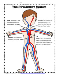 Human Body Printables Worksheets
