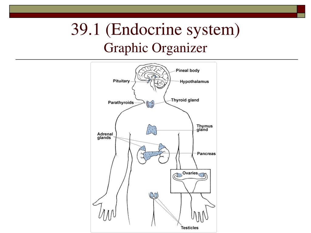 PPT - 39.1 (Endocrine system) Graphic Organizer PowerPoint ...