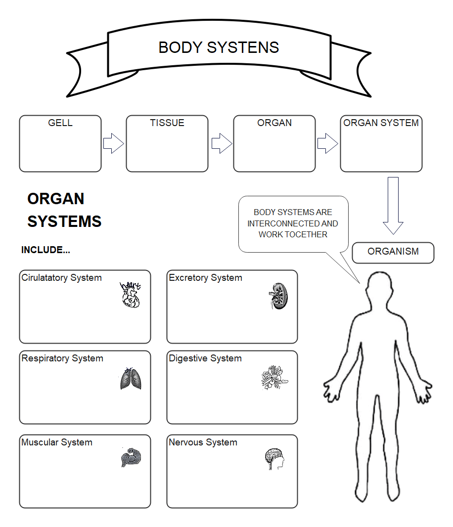 body system graphic organizer