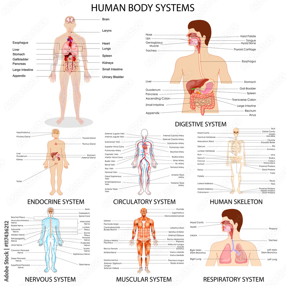 Photography Chart of different Human Organ System