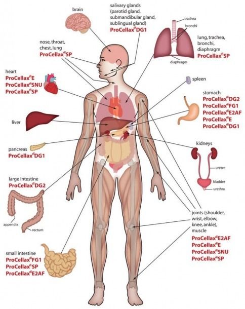Organs In The Body Diagram