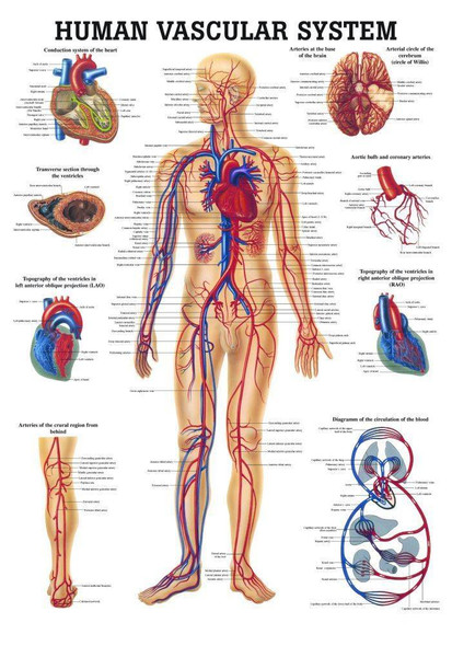 Rudiger Anatomie - The Human Lymphatic System Laminated Anatomy Chart