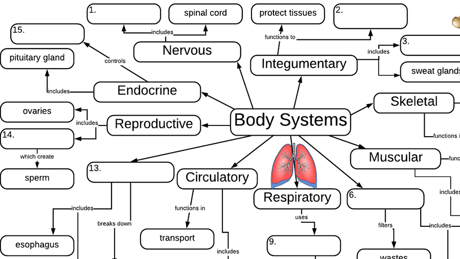 Body Systems and Organs Graphic Organizer