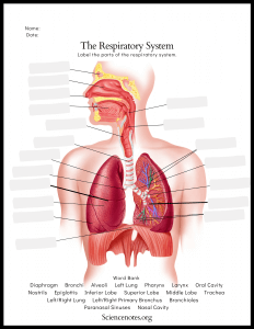 Human Anatomy Worksheets and Study Guides