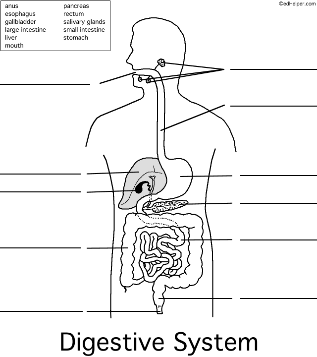 digestivesystem.gif