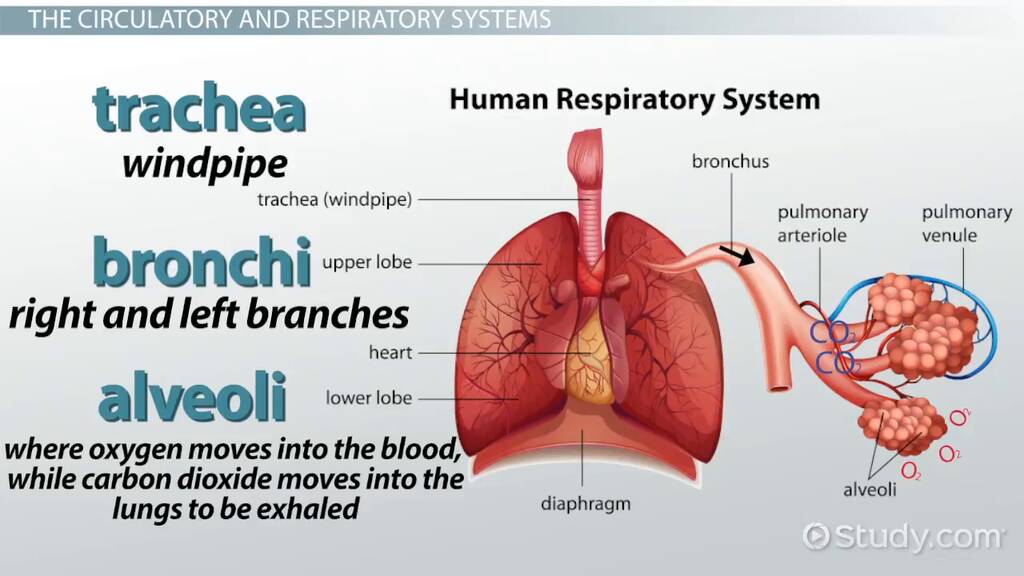 Human Anatomy | Body Systems, Organs &  Diagrams Video