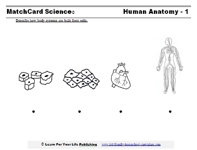 Human Body For Kids