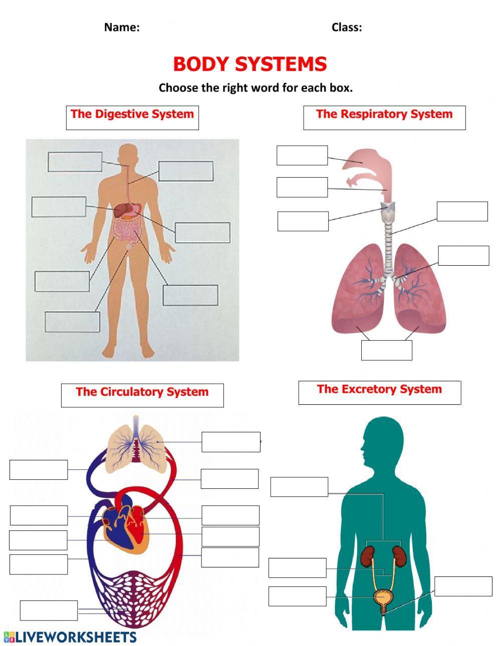 FREE Human Body Systems Labeling with Answer Sheets - Worksheets Library