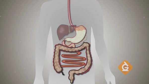 Body Systems Lesson For Kids | Circulatory, Digestive &  Respiratory