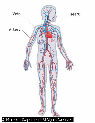 Human Body Systems - Practice Test 1 | 358 plays | Quizizz