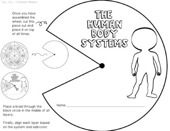 The Human Body Systems Practice Activity Wheel